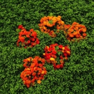 On aime toujours autant Bruxelles 🤩.#brussels #belgium #garden